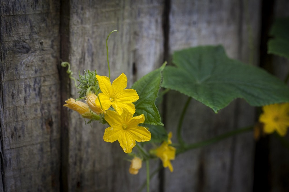 Kvetoucí okurka pnoucí se po plotě
