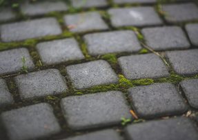 Mech může být na zahradě trvalým a nepříjemným problémem. Snadno si s ním však poradí docela obyčejný ocet.
