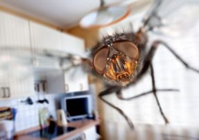 Otravné mouchy v domácnosti efektivně pochytá medová past