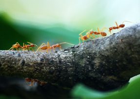mravenci v lese