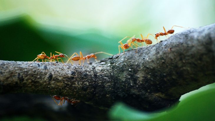 mravenci v lese