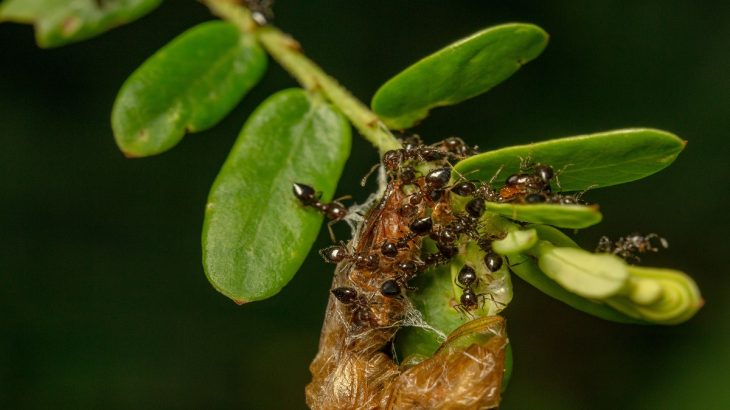 mravenci na květině