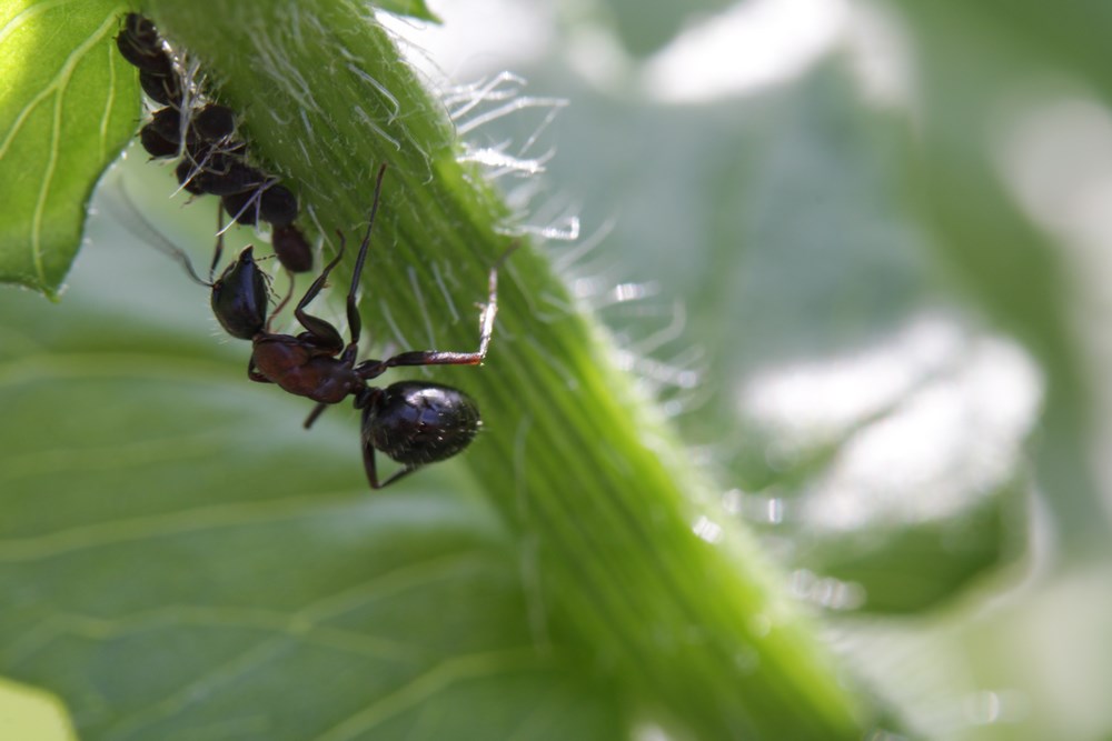 Mravenci na stonku rostliny