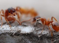 Mraveniště zmizí jako zázrakem, stačí do něj nalít vodu se sodou