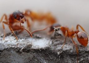 Mraveniště zmizí jako zázrakem, stačí do něj nalít vodu se sodou