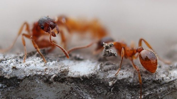 Mraveniště zmizí jako zázrakem, stačí do něj nalít vodu se sodou