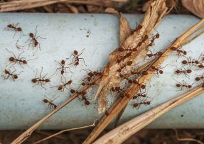 Mravenci v zahradě