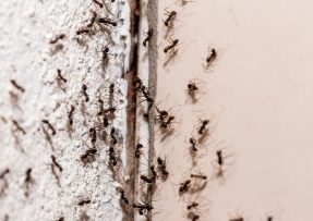 Konec mravenců v domě, opravdu spolehlivě je vyžene skořice s pepřem
