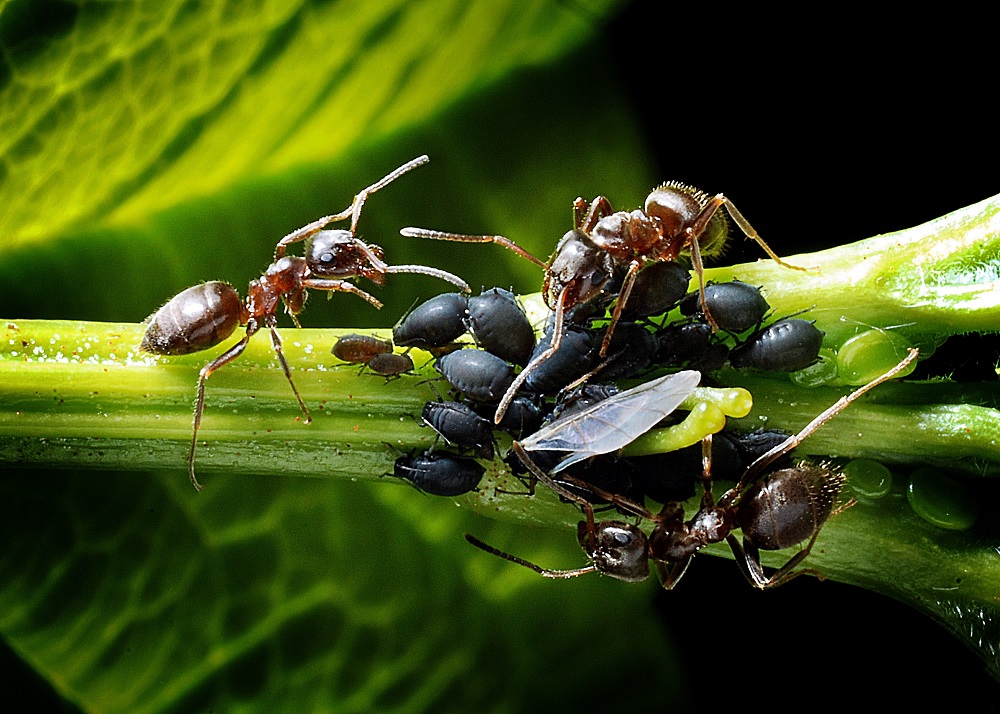 Mravenci si pěstují mšice