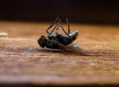Mouchy se v domě neukáží, stačí vsadit na sílu správných esenciálních olejů