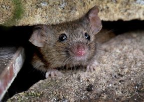 jak se zbavit myší