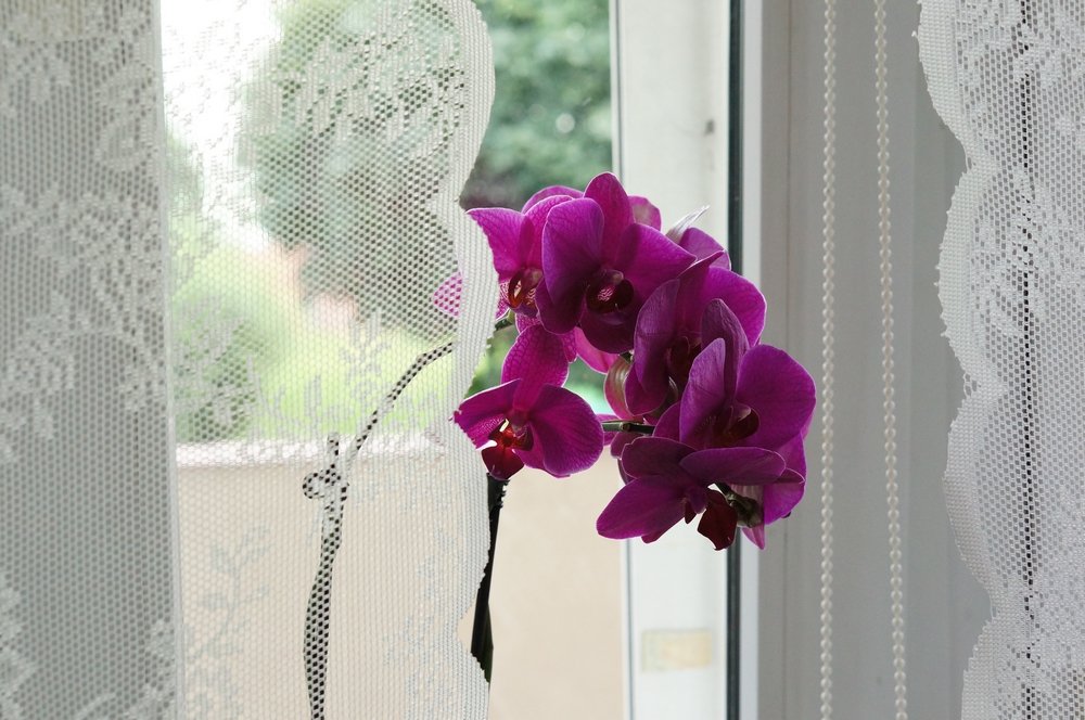 Orchidej na okenním parapetu