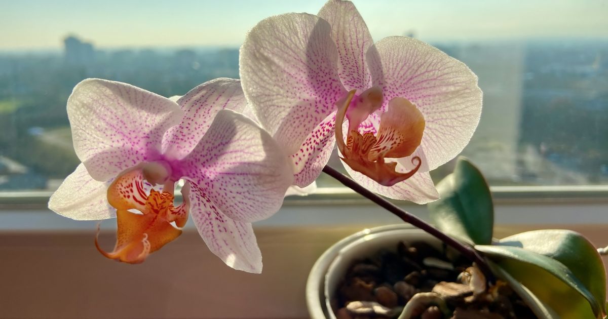 Orchidej pokvete celoročně, donutí ji k tomu obyčejný česnek