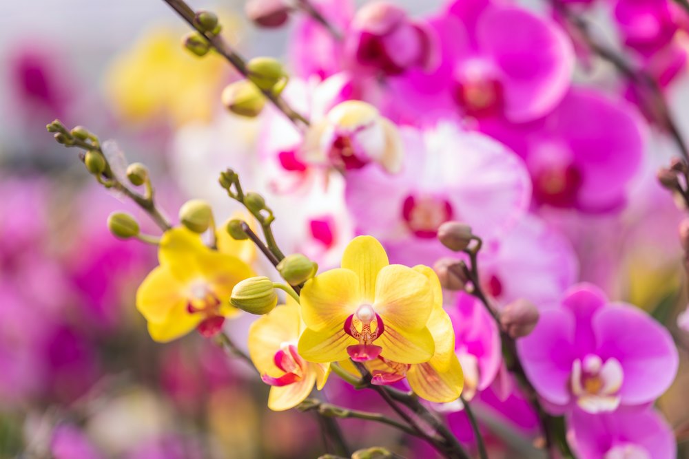 Žluté a fialové květy orchidejí