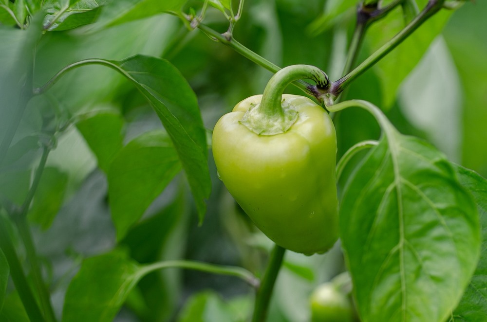 Plod bílé papriky