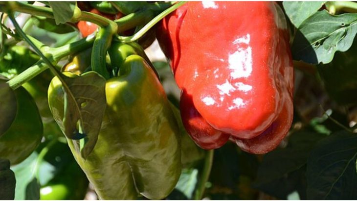pěstování paprik