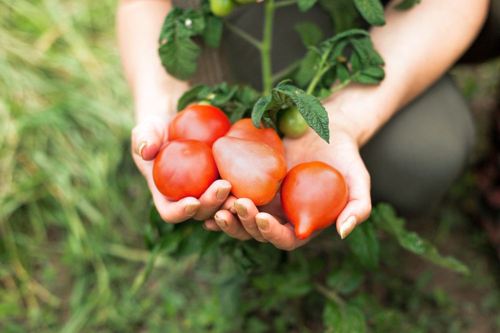 Chyby v hnojení rajčat a okurek: Nerovnoměrné zalévání a mnoho soli