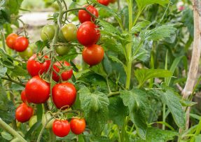 Enormní úrodu zařídí u rajčat během kvetení hnojiva s obsahem dusíku