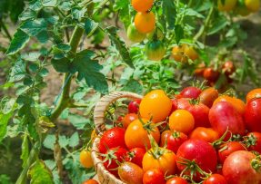 Jak na obří úrodu rajčat: V srpnu vám ji zajistí hydroxid draselný