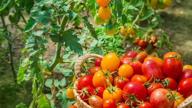 Jak na obří úrodu rajčat: V srpnu vám ji zajistí hydroxid draselný