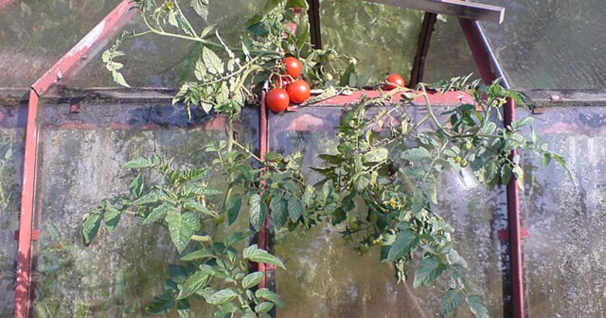Povadlá rajčata vás už trápit nebudou, stačí použít kyselinu citronovou