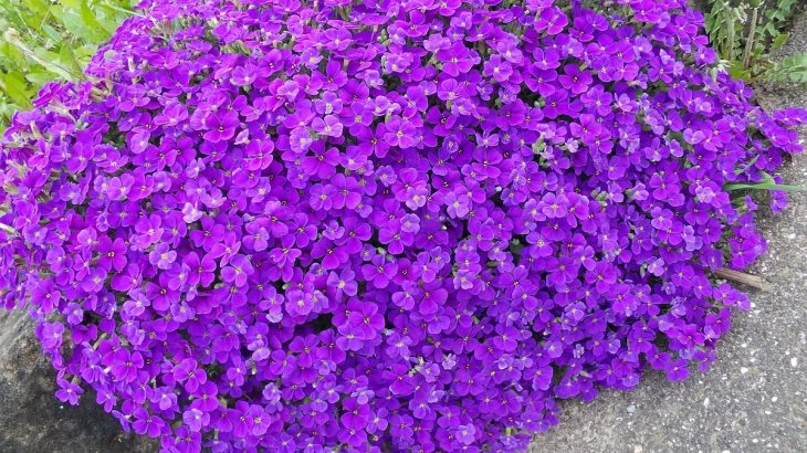 Tařička - fialový koberec