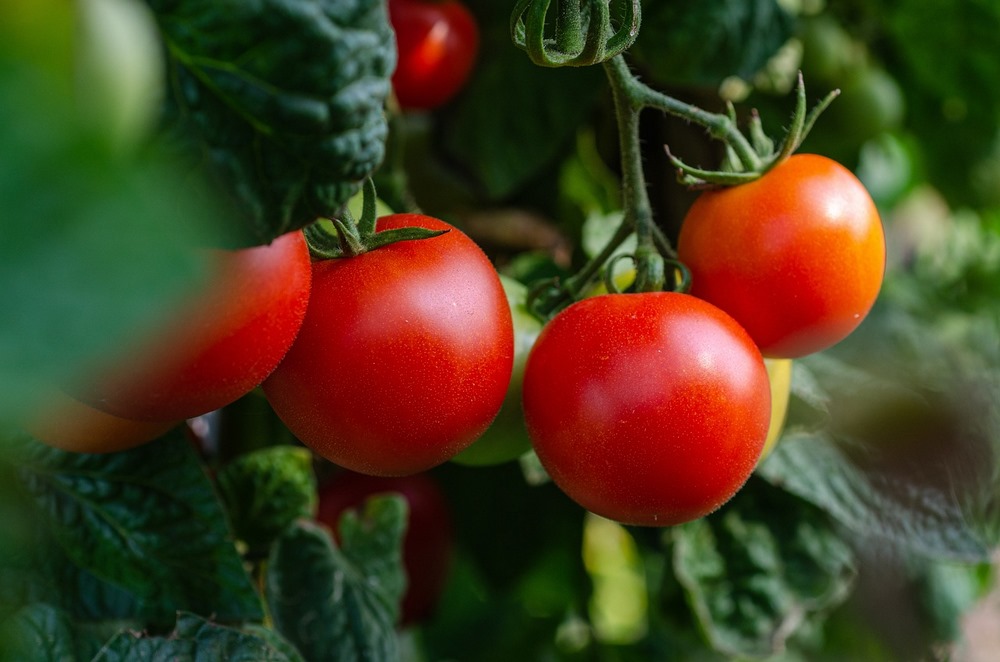 Velká úroda rajčat
