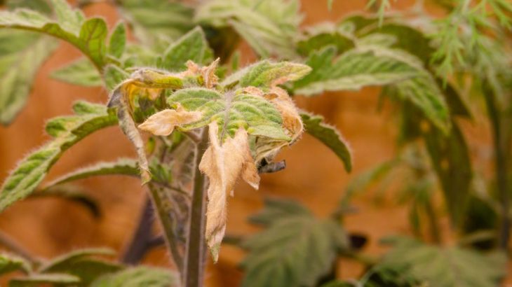 Žluté listy okurek, rajčat i paprik zachrání manganistan draselný