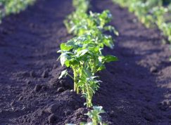 Kdy je čas vykopat brambory: Roli hrají zažloutlé vršky i odrůda