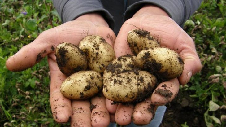 Kdy kopat brambory? Obvykle na konci srpna a na začátku září