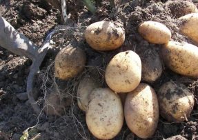 Příprava brambor na výsadbu: Důležitá je dekontaminace půdy a teplota