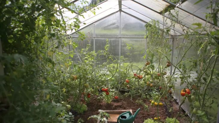 Hniloba rajčat a paprik může mít spoustu příčin, důležité ale je rychlé řešení problému. Dodáním vápníku ještě můžete úrodu zachránit.