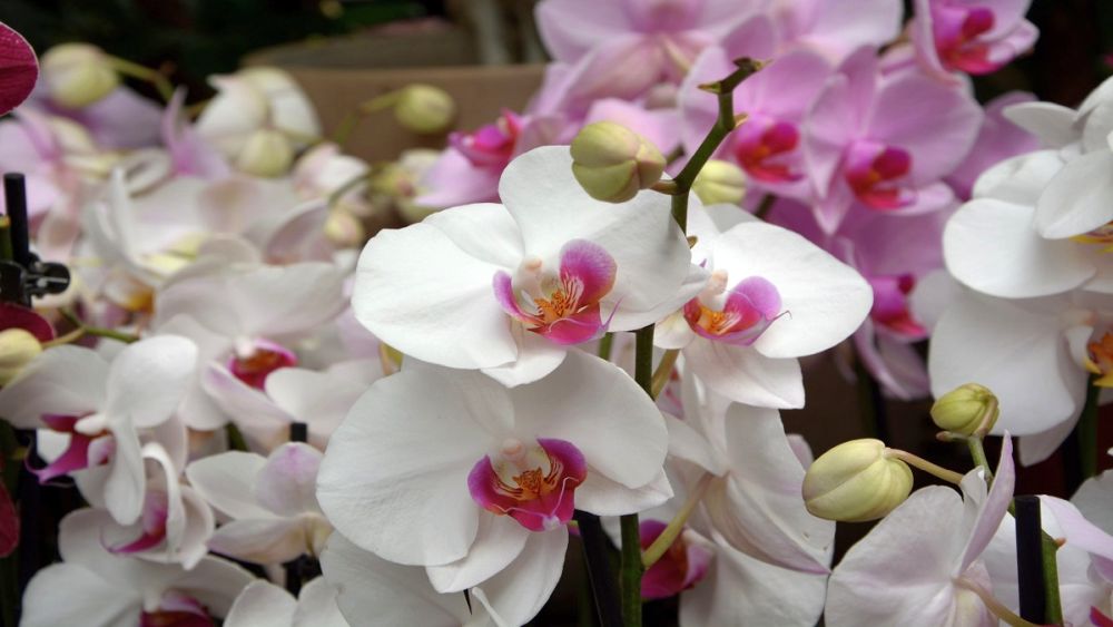 Pokud chcete mít orchidejí plný parapet, nemusíte vždy utrácet za nové rostlinky v obchodě