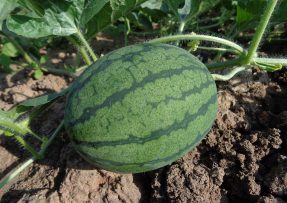 čím hnojit meloun
