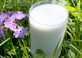 Nevyhazujte zbytky mléka, ještě ho dobře využijete na zahradě