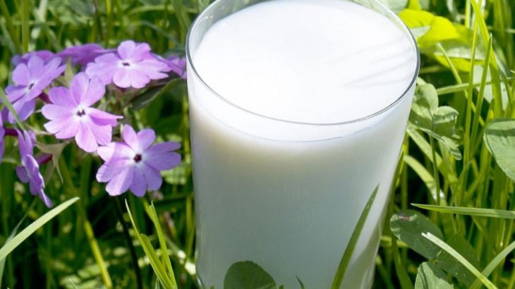 Nevyhazujte zbytky mléka, ještě ho dobře využijete na zahradě