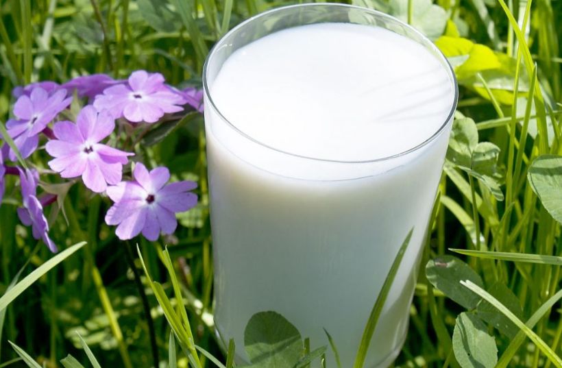 Znovuzrození pro většinu plodin: I ty polomrtvé ještě zachrání sklenice mléka