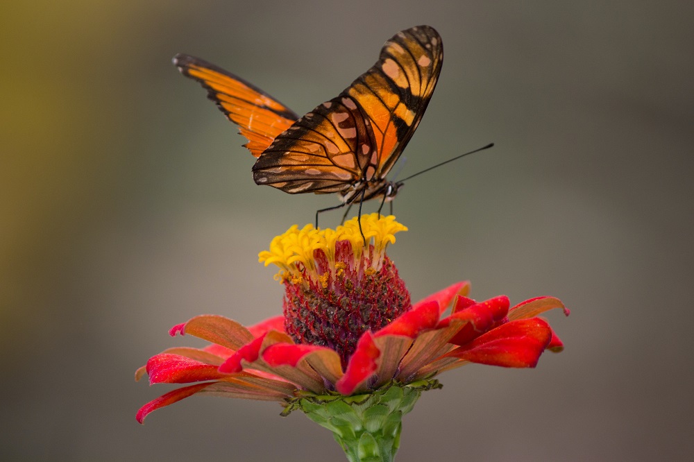 motýl na květině