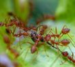 Mravenci se vyhnou zahradě obloukem, postačí lžíce sody