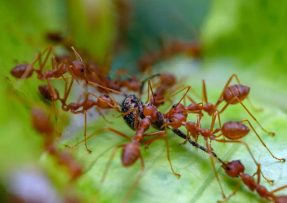 Mravenci se vyhnou zahradě obloukem, postačí lžíce sody