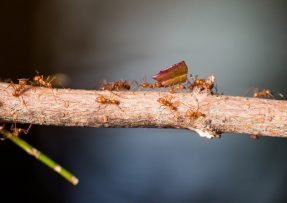 Mravenci na větvi