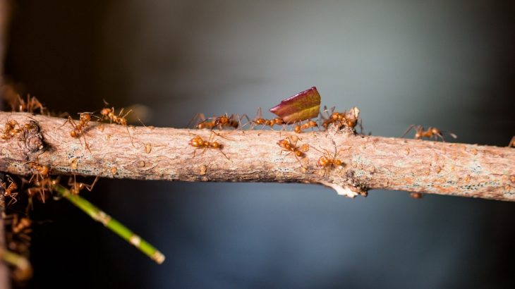 Mravenci na větvi