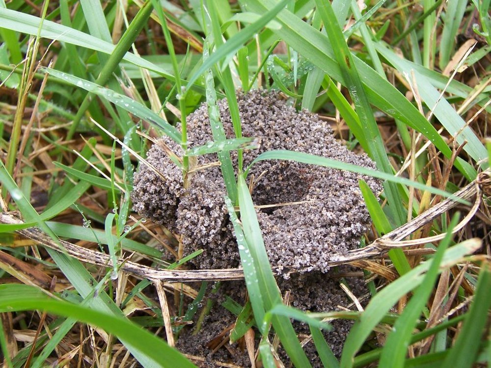 Mraveniště v trávě