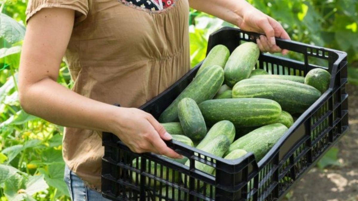 Okurky se budou sklízet až do podzimu, pomůže kombinace popela a octa