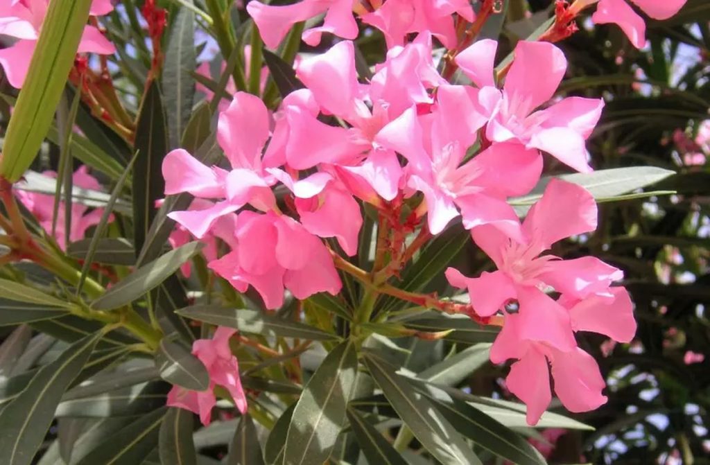 Břečťan, konvalinka i rododendron jsou jedovaté, držte od nich děti dál