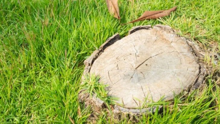 Pařez zmizí během jedné jediné zimy, zničí ho obyčejná sůl