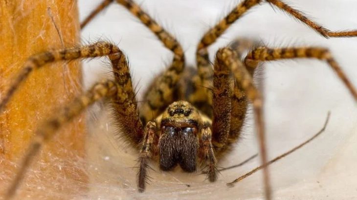 Proč nezabíjet pavouky: Skvěle si poradí se malým hmyzem