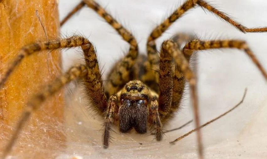 Pavouci nejsou pro mnoho z nás právě vítanými společníky. Při jejich likvidaci se však nevyplácí jednat ukvapeně – mohlo by vám to přinést smůlu.