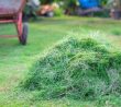 Proč používat hnojivo z posekané trávy: Vyživí každou rostlinu