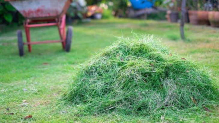 Proč používat hnojivo z posekané trávy: Vyživí každou rostlinu